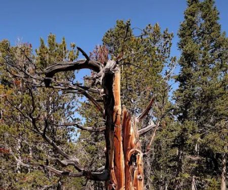 Dickinson Creek Campground