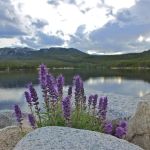 Lakewood Mobile Home Estates