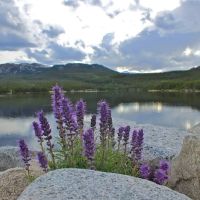 Lakewood Mobile Home Estates ico