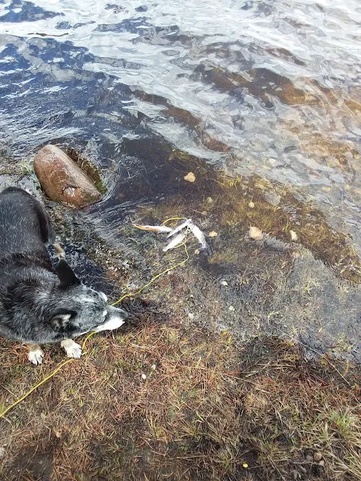 Lakewood Mobile Home Estates Picture 7