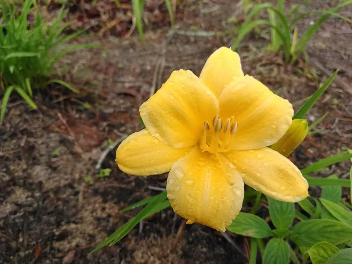 Aiken RV Park Picture 6