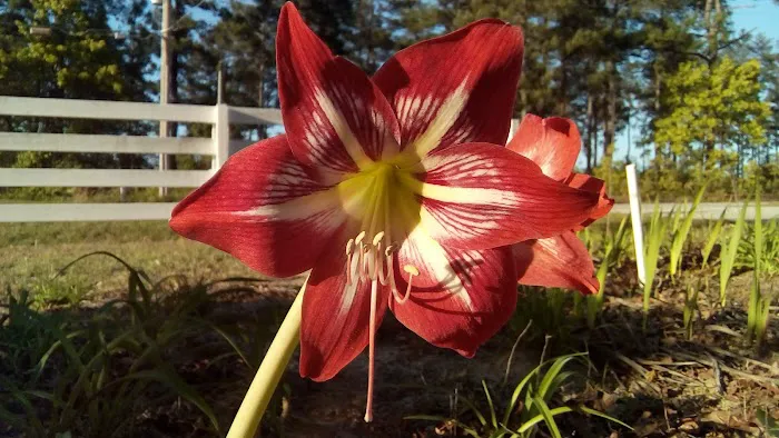 Aiken RV Park Picture 10