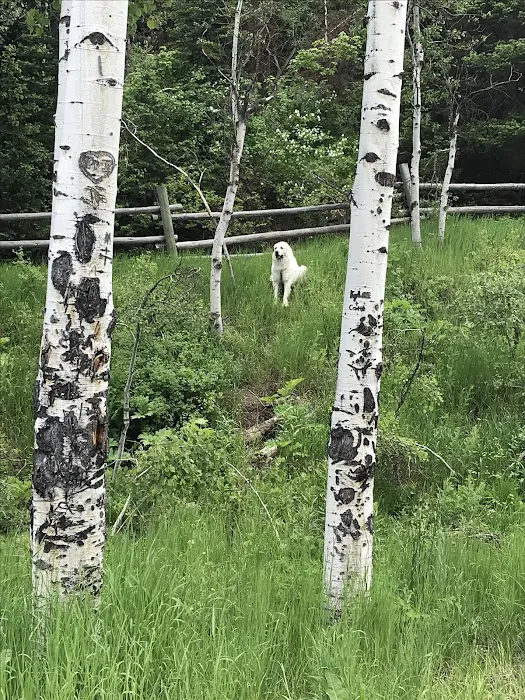 Lewis M. Turner Campground Picture 3