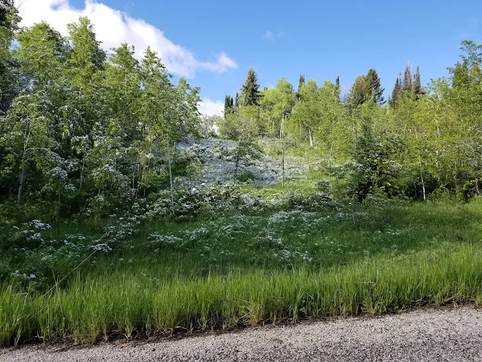 Lewis M. Turner Campground Picture 9