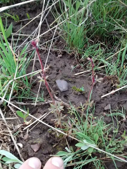 Lewis M. Turner Campground Picture 8