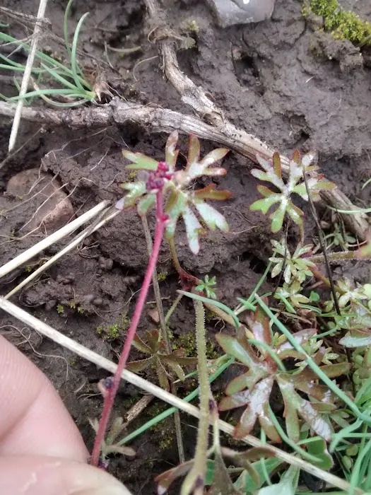 Lewis M. Turner Campground Picture 5