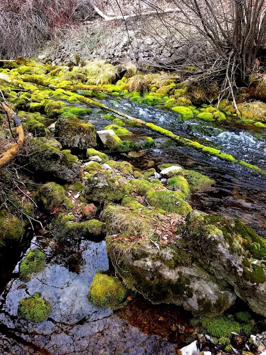 Wood Camp Campground Picture 6