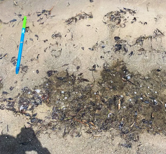 Rendezvous Beach Picture 6