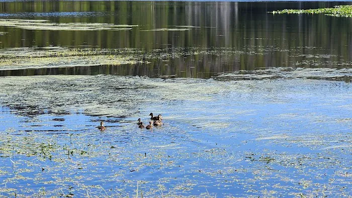 Fiddlers Lake Campground Picture 7