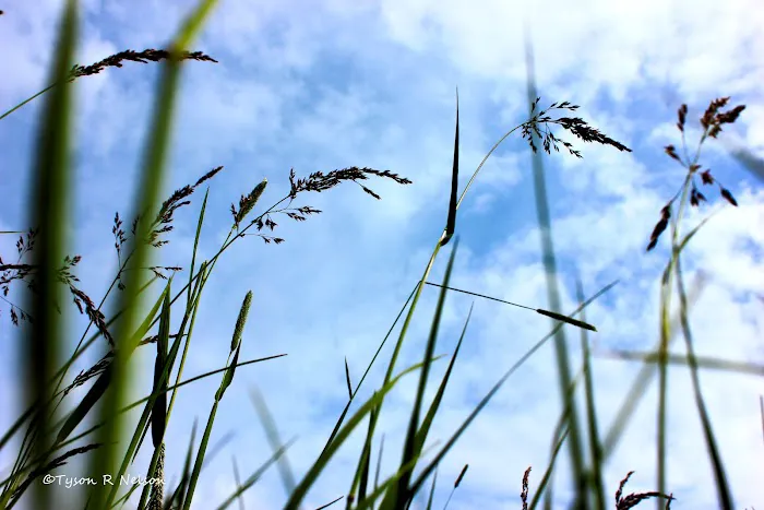 Fiddlers Lake Campground Picture 10