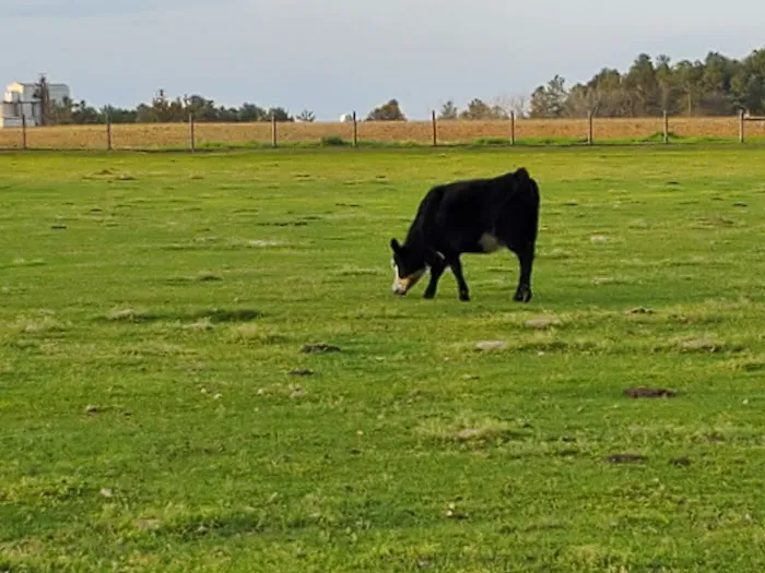 Country Living RV Picture 4