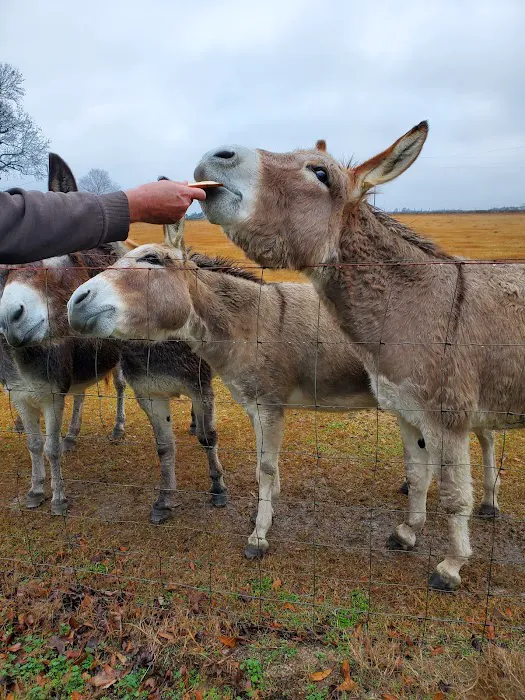 Country Living RV Picture 6
