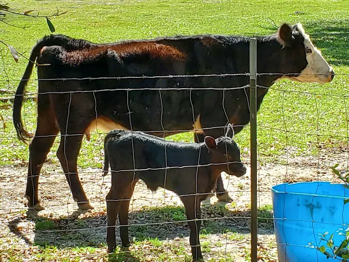 Country Living RV Picture 8