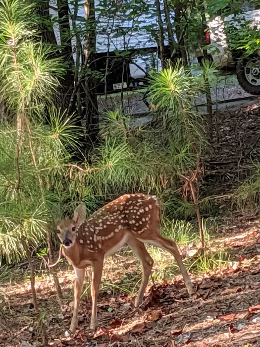 Wesley Oaks RV park Picture 4