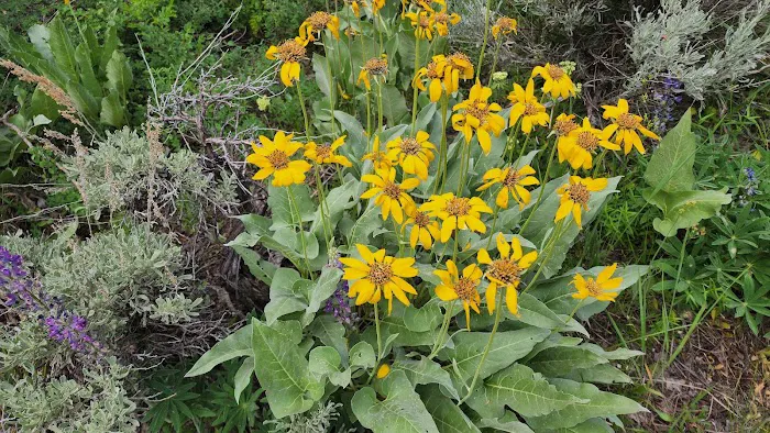 Hugh Otte Camping Area Picture 7