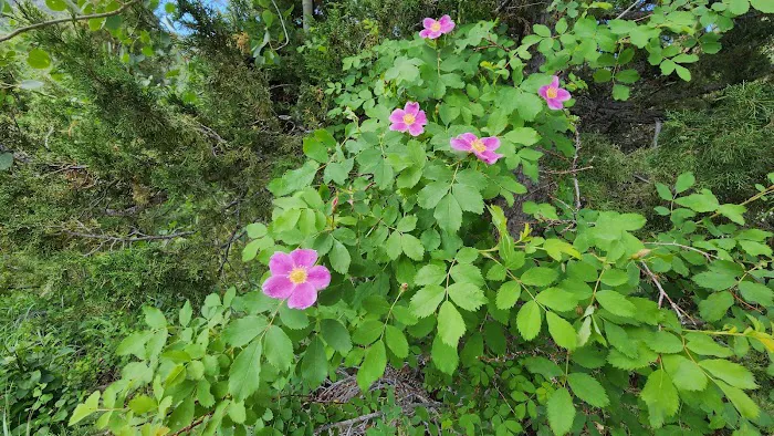 Hugh Otte Camping Area Picture 6