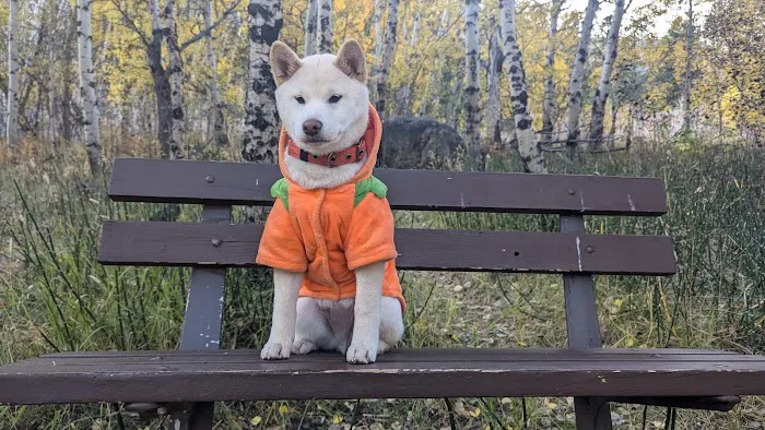 Popo Agie Campground Picture 8