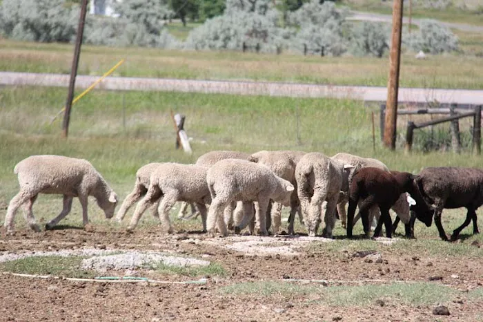 Mountain View Camp Ground Picture 6