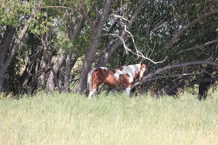 Mountain View Camp Ground Picture 10
