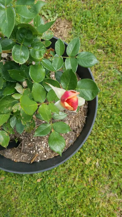 Gwinnett Estates Picture 2