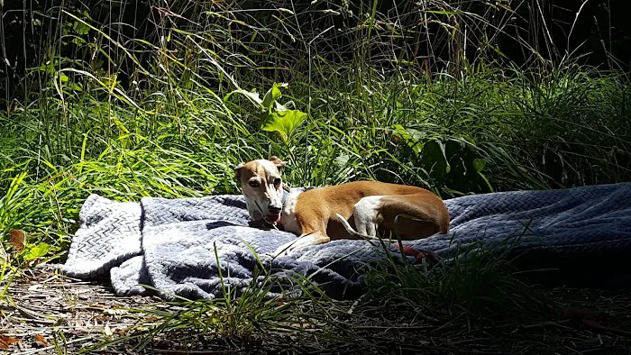 Lodge Campground Picture 1