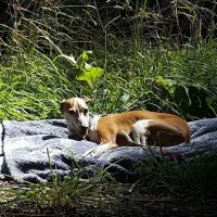 Lodge Campground ico