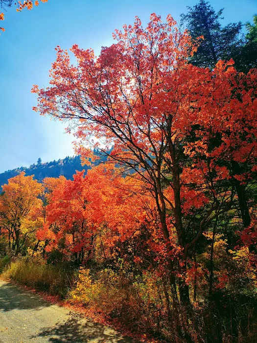 Lodge Campground Picture 3