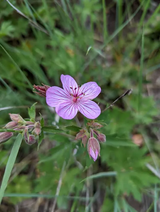 Lodge Campground Picture 2