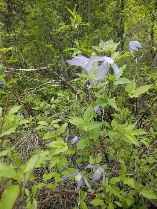 Lodge Campground Picture 4