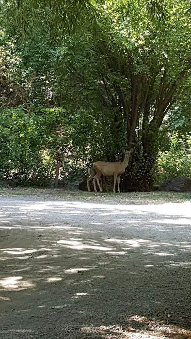 Lodge Campground Picture 5