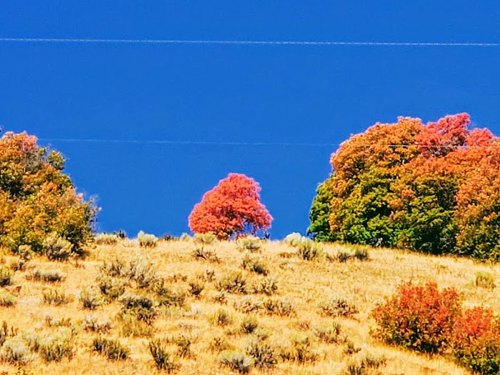 Lodge Campground Picture 8