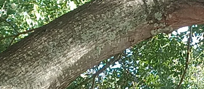 Southside Mobile Home Park Picture 9