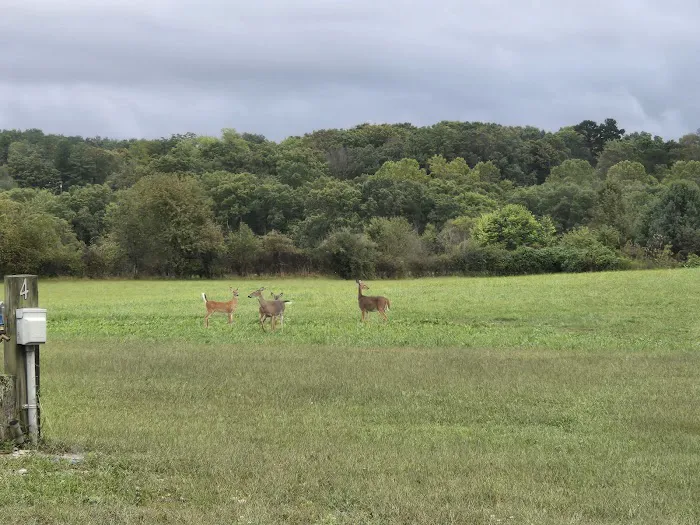 Twin Pine RV Park Picture 2