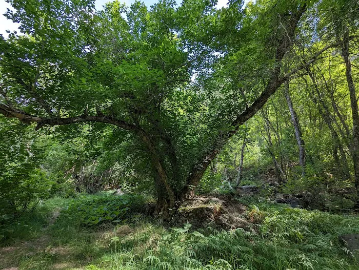 Spring Campground Picture 3