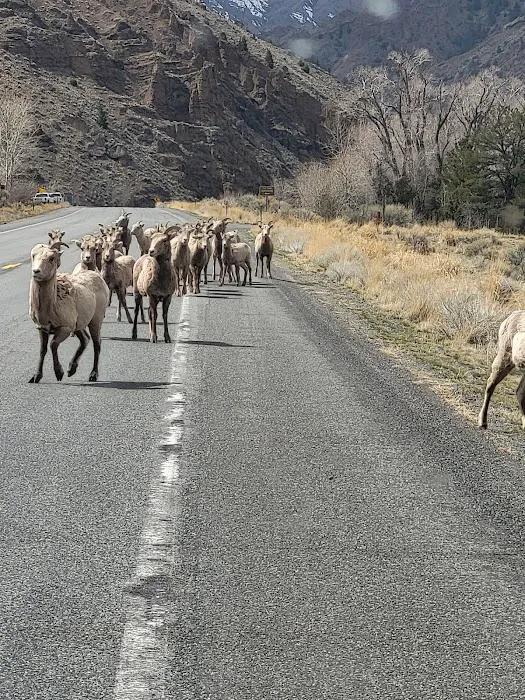 Wapiti Campground Picture 8