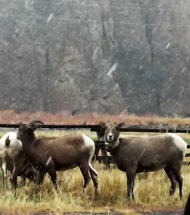 Big Game Campground Picture 4