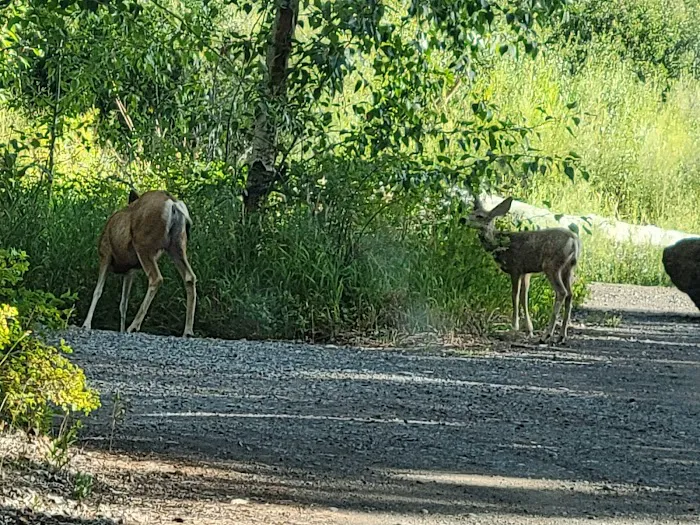 Big Game Campground Picture 7
