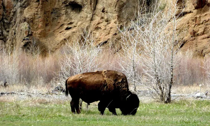 Big Game Campground Picture 9