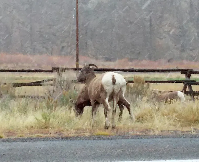 Big Game Campground Picture 10