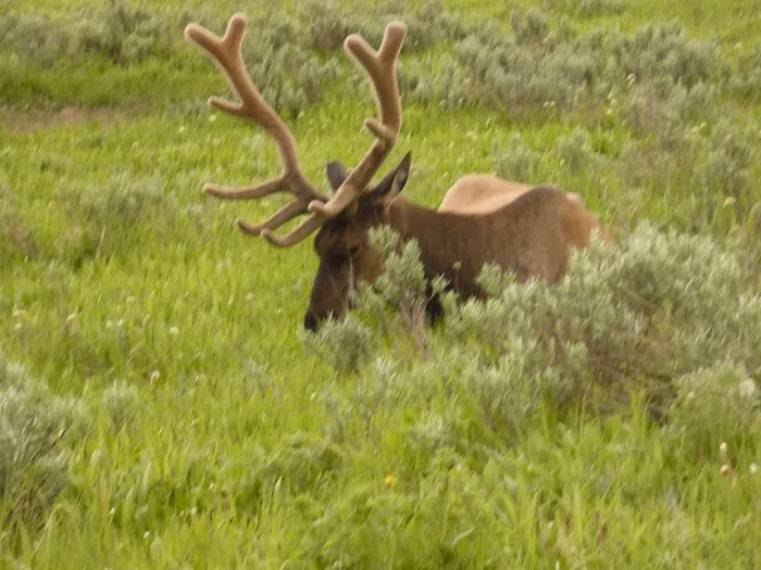 Elk Fork Campground Picture 4