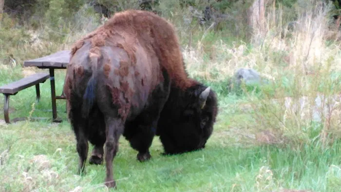 Elk Fork Campground Picture 9