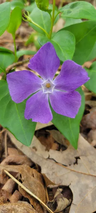 Grindstone Estates Mobile Home Community Picture 7