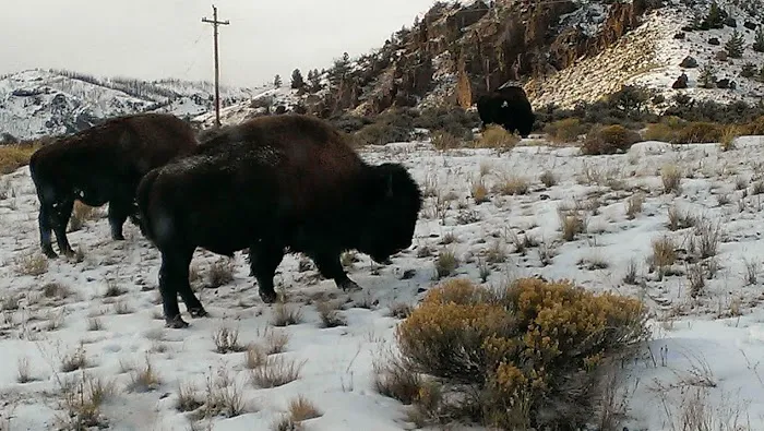 Rex Hale Campground Picture 8