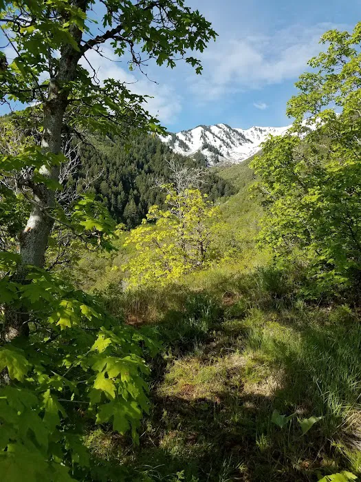 Maple Rise Recreation Camp Picture 4