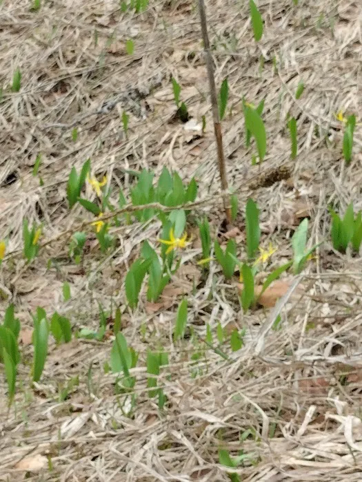 Maple Rise Recreation Camp Picture 6