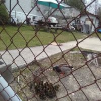 Lakewood Mobile Home Park Inc ico