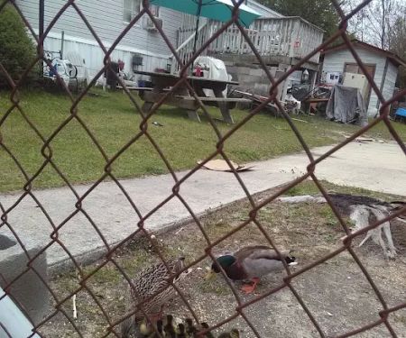 Lakewood Mobile Home Park Inc