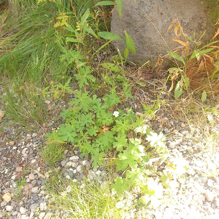 Threemile Campground Picture 9