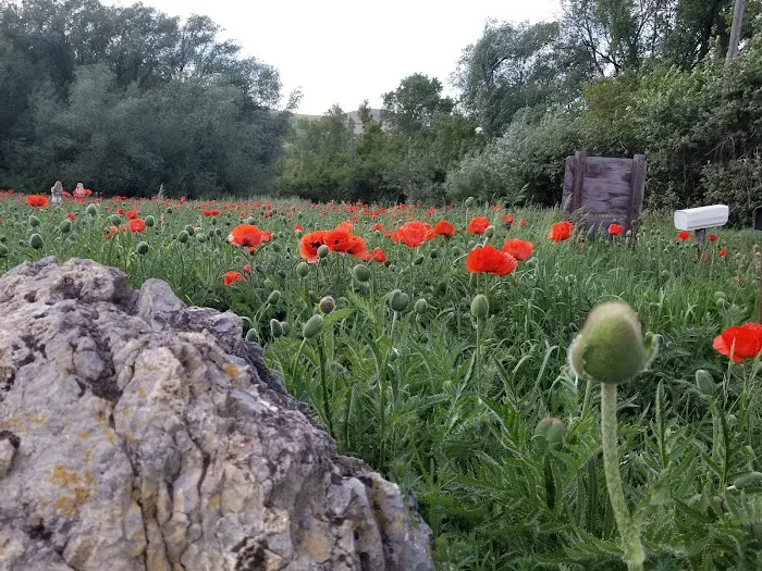 Box Elder Campground Picture 1