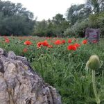 Box Elder Campground